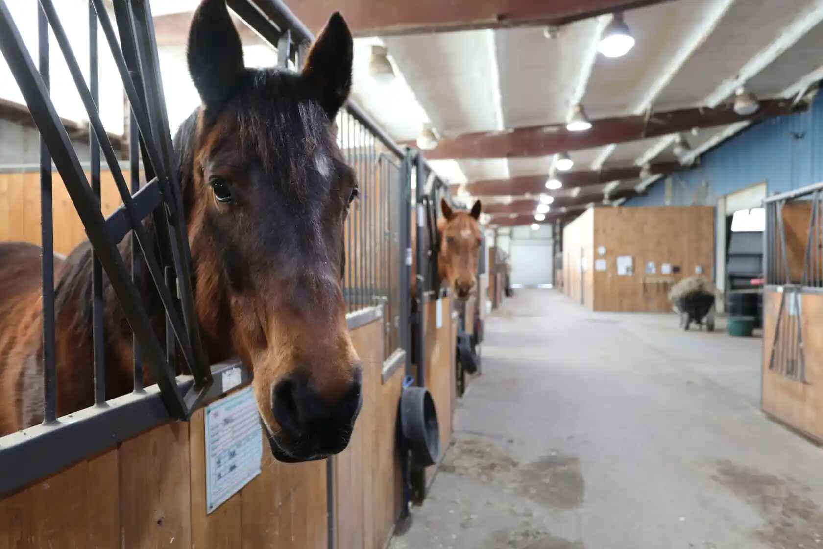 Equestrian center with horses and students
